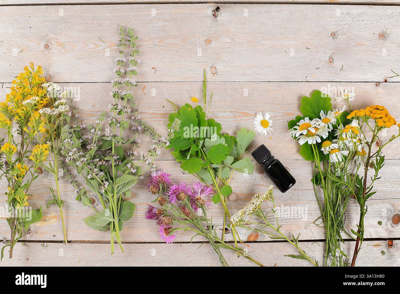 Vengono utilizzati piante medicinali, pillole e oli, il concetto di medicina alternativa e cosmetici naturali, sfondo, menta, camomilla, celandina e yarrow Foto Stock