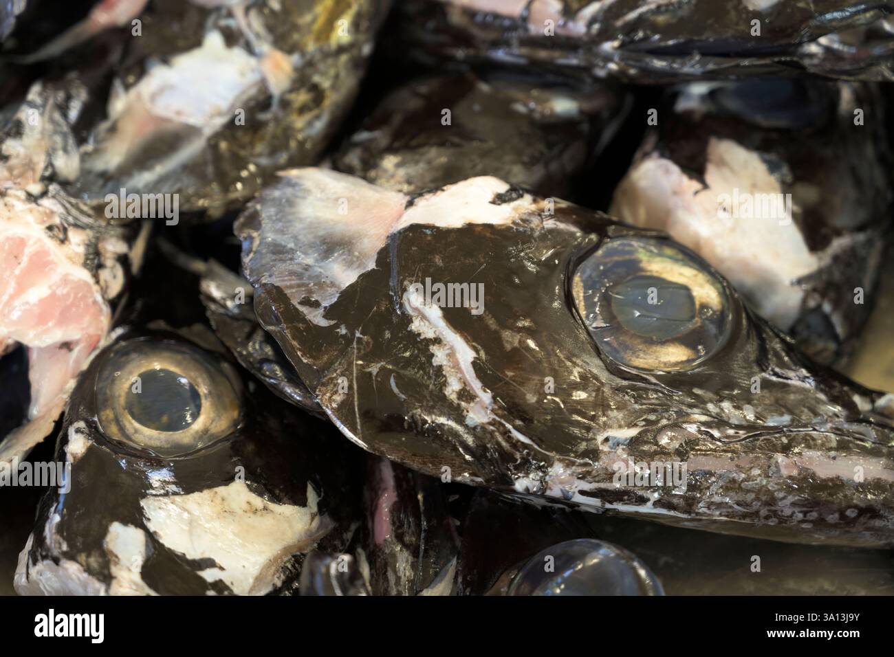 Teste di pesce sciabola nero al Mercado dos Lavradores, Funchal, Madeira, Portogallo Foto Stock
