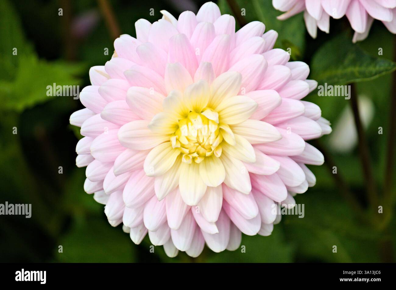 Primo piano di una dahlia con petali rosa chiaro che svaniscono in giallo pallido al centro, disposti in un dettagliato motivo radiale, circondati da foglie verdi. Foto Stock