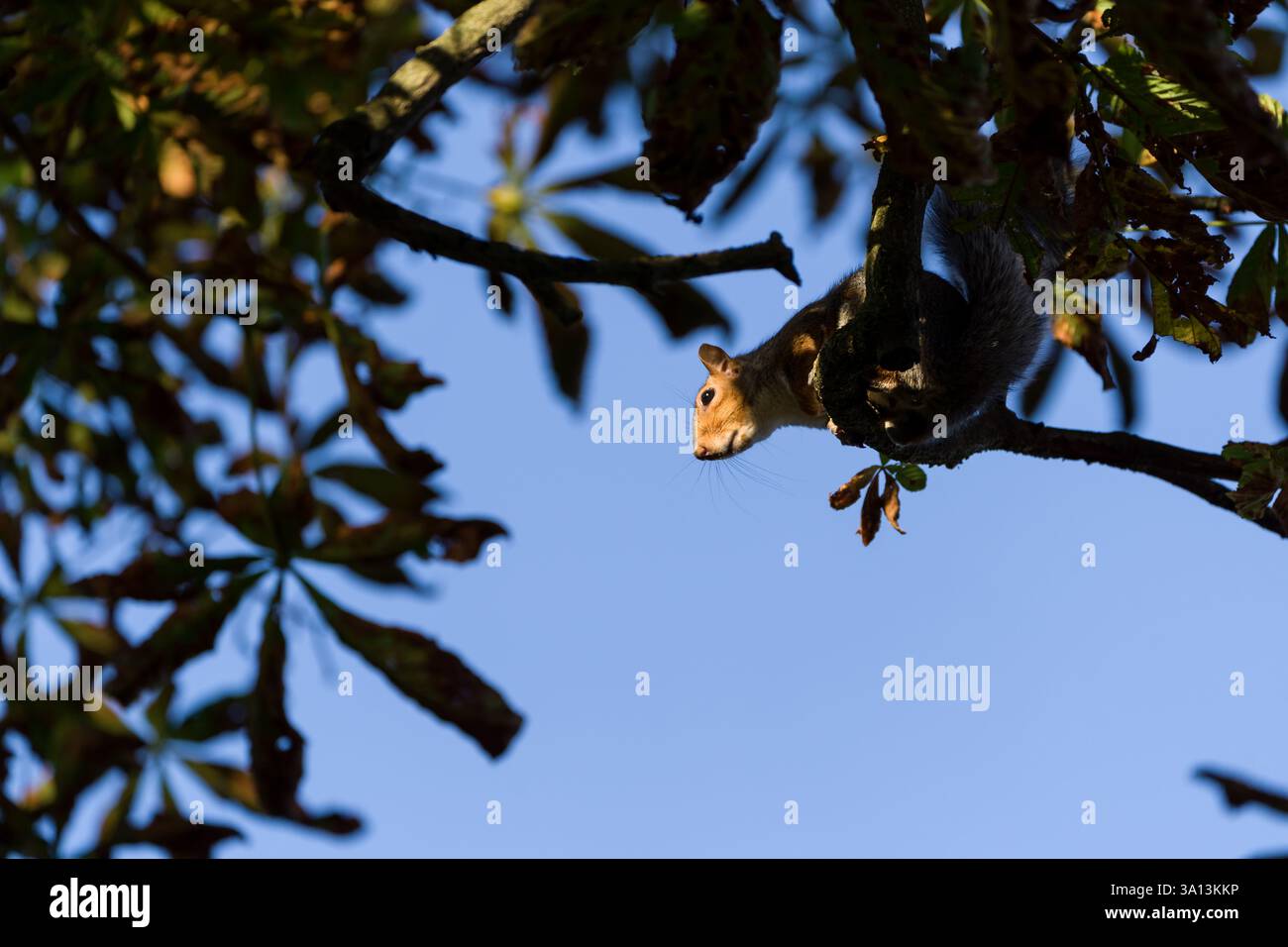 Lo scoiattolo grigio (Sciurus carolinensis) è una vista comune nei parchi e nei giardini della Gran Bretagna Foto Stock
