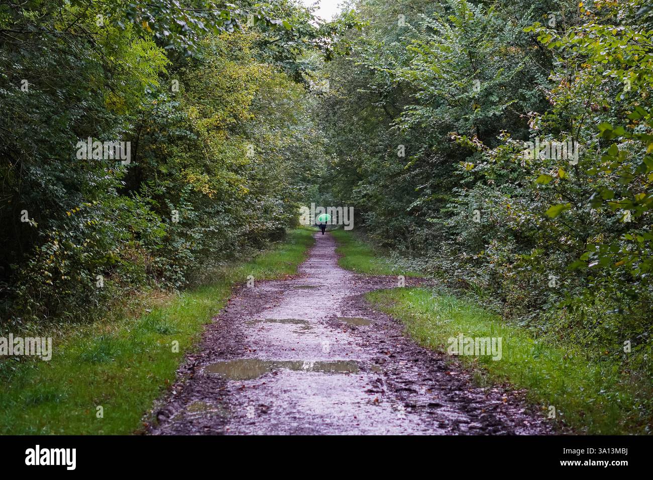 Lo scoiattolo grigio (Sciurus carolinensis) è una vista comune nei parchi e nei giardini della Gran Bretagna Foto Stock