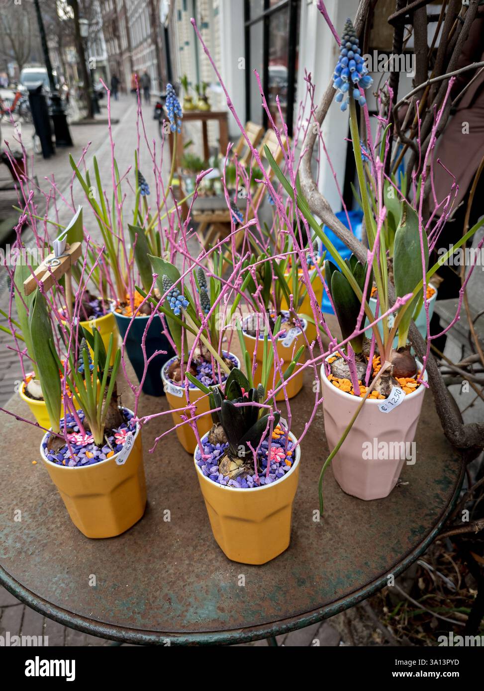 Un'affascinante disposizione di piccole piante in vaso con foglie verdi e fiori viola, esposta su un tavolo rotondo di metallo all'aperto, con vasi colorati Foto Stock