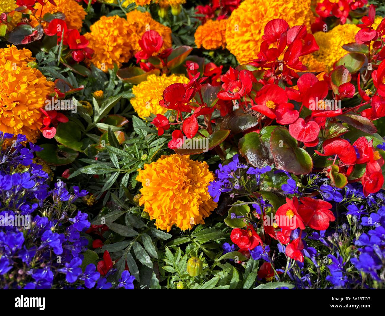 Splendidi fiori colorati e luminosi in fiore in estate - Immagine stock catturata con smartphone