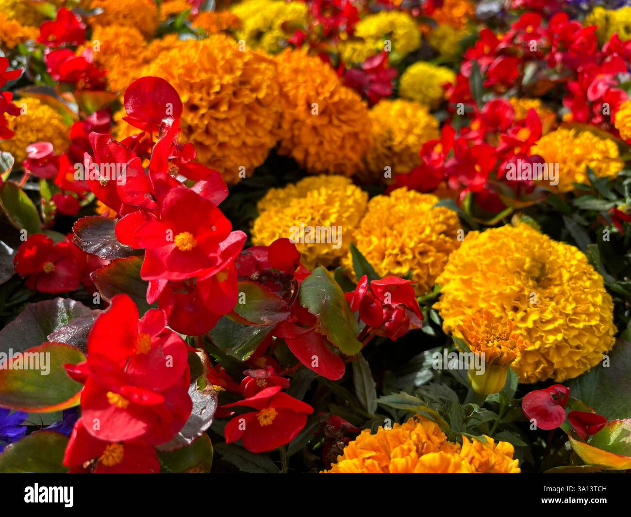 Splendidi fiori colorati e luminosi in fiore in estate - Immagine stock catturata con smartphone