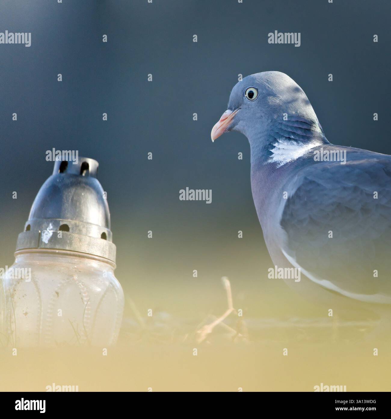 Palumbus Columba, uccello comune, noto anche come piccione di legno comune sul cimitero. Primo piano verticale. Foto Stock