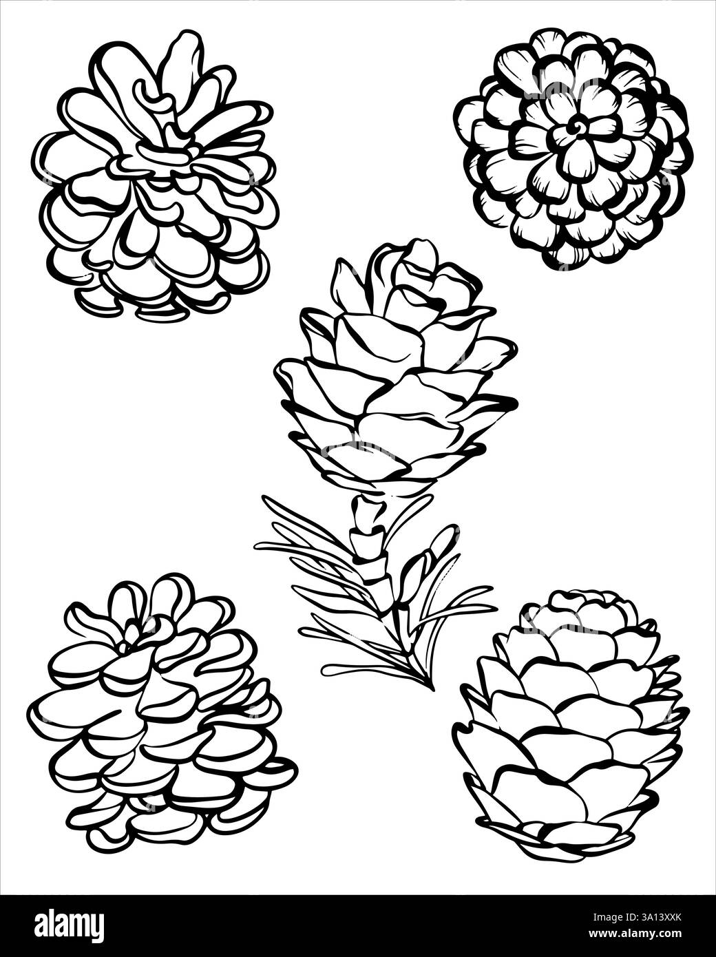 Illustrazione vettoriale stravagante di Pinecone su sfondo isolato Illustrazione Vettoriale