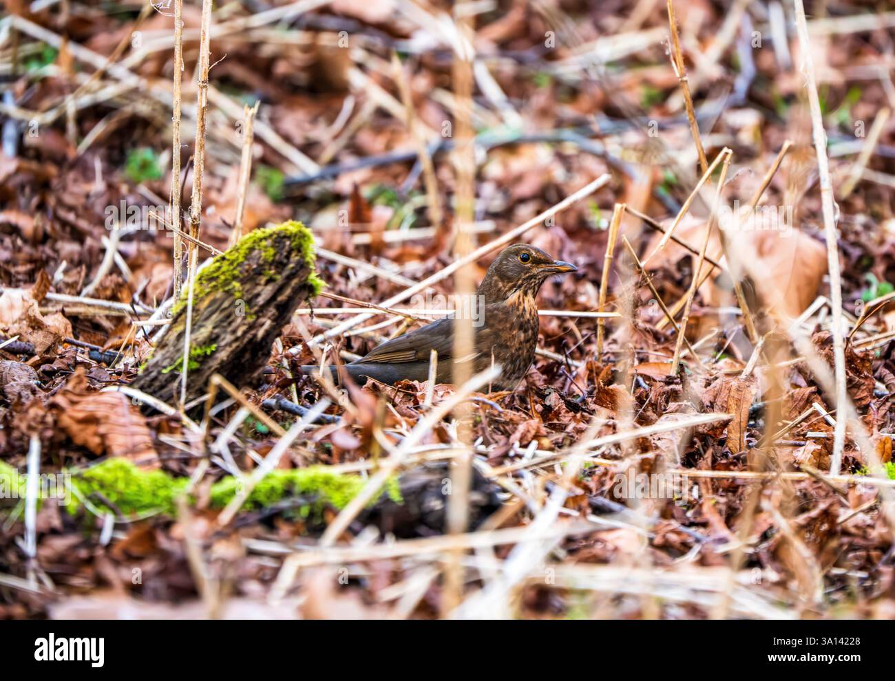 Blackbird femminile che si fonde con la lettiera Leaf: Un foraggio Stealth Woodland che mostra un sottile mimetismo tra Twig e sfumature terrose Foto Stock