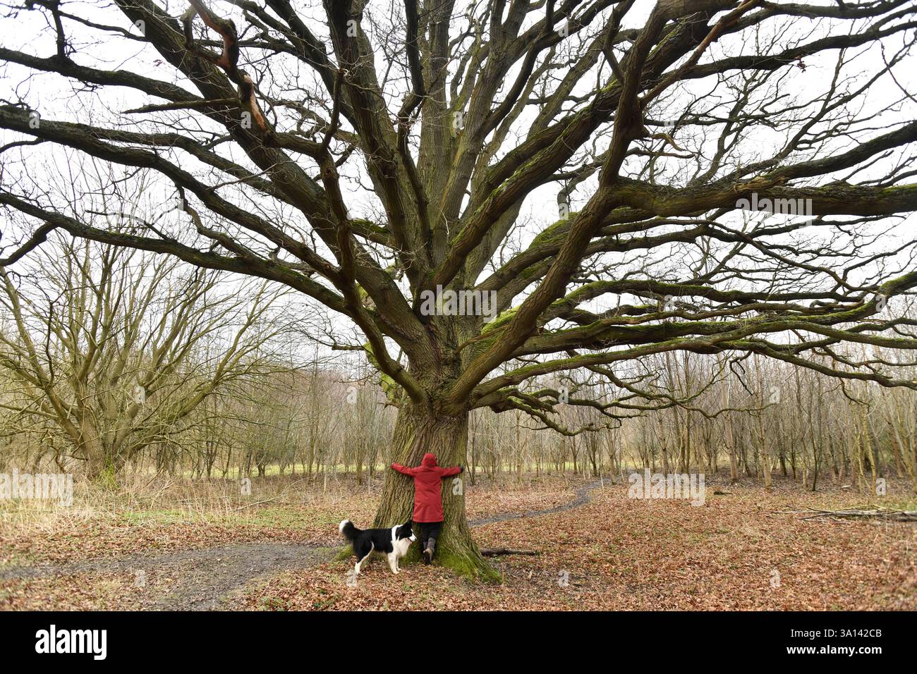 Antica quercia inglese, Wellington, Shropshire Foto Stock