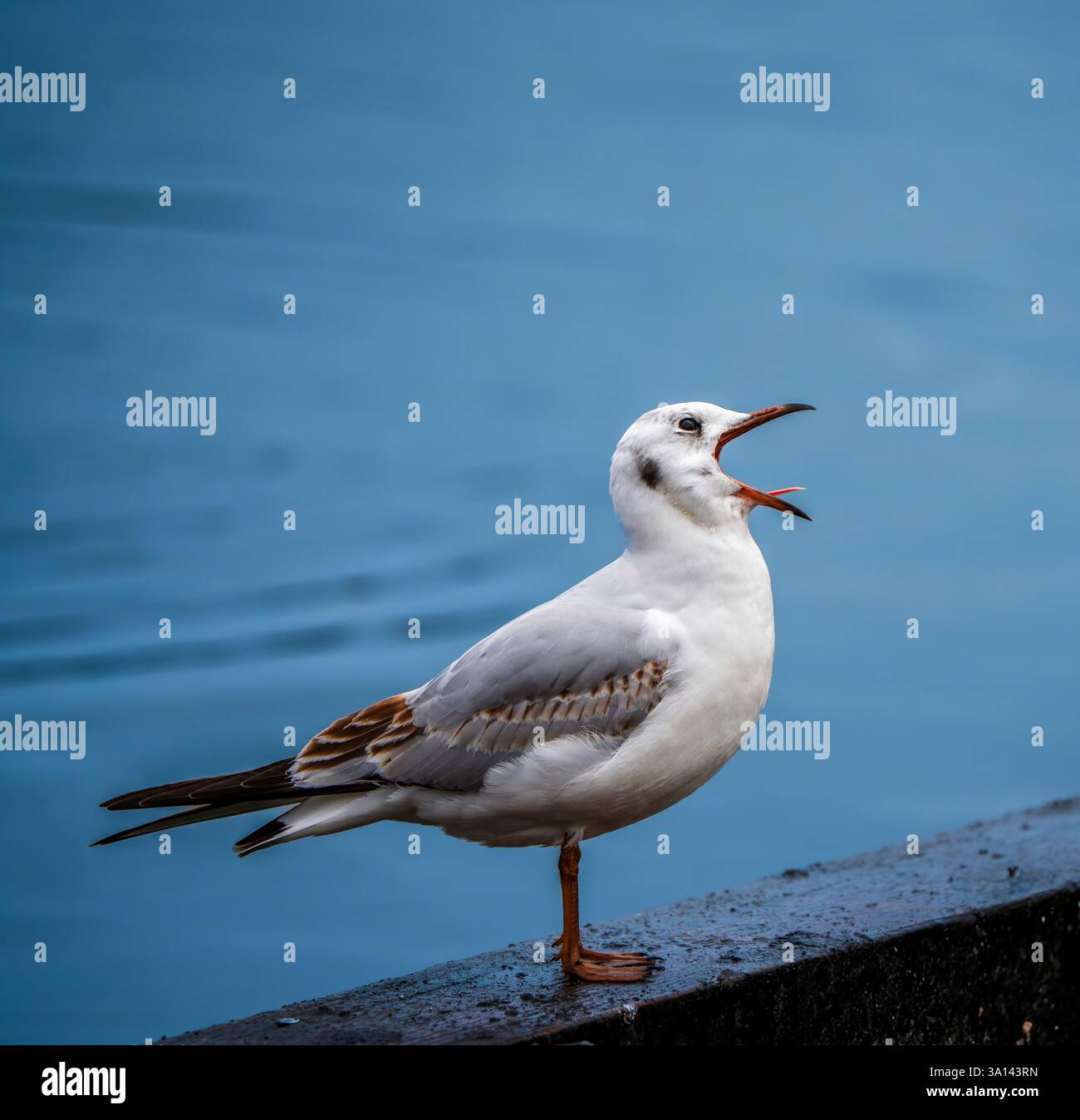 Resounding Cry at the Waterside: La vivace mostra vocale di un gabbiano dalla testa nera lungo la tranquilla costa in una scena minimalista incorniciata da una luce nitida Foto Stock