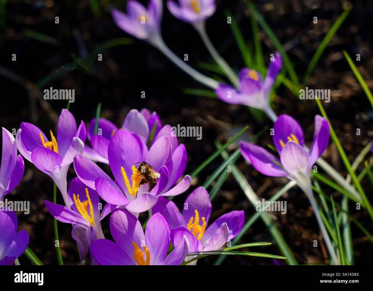 L'arrivo della primavera è catturato dai vivaci croci fioriti, un'ape affollata tra petali viola e polline dorato. Foto Stock