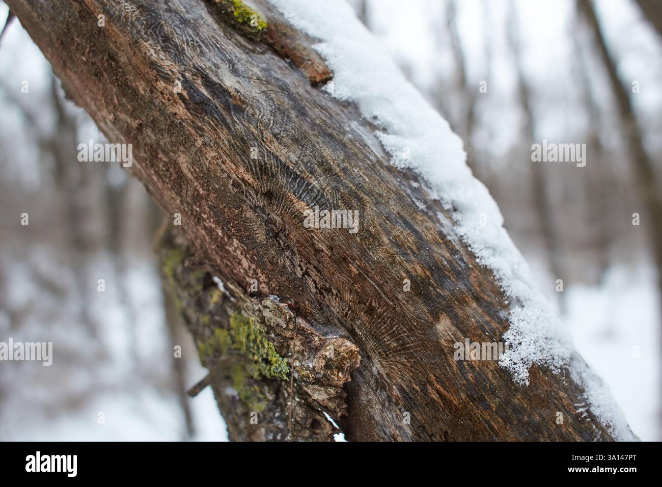 neve ghiacciata la corteccia dell'albero corteccia ghiacciata corteccia Foto Stock