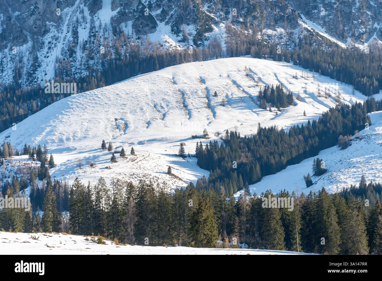 Paesaggio alpino con colline innevate e fitte foreste di conifere. Ideale per ecoturismo, viaggi e sport invernali Foto Stock