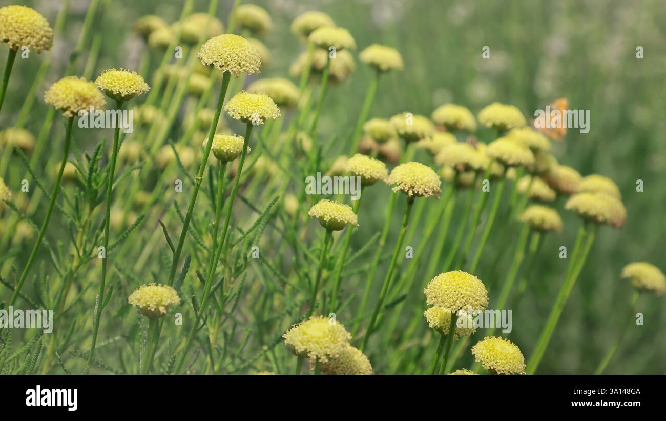Armonia primaverile della natura in fiori gialli e vegetazione lussureggiante con insetti Foto Stock