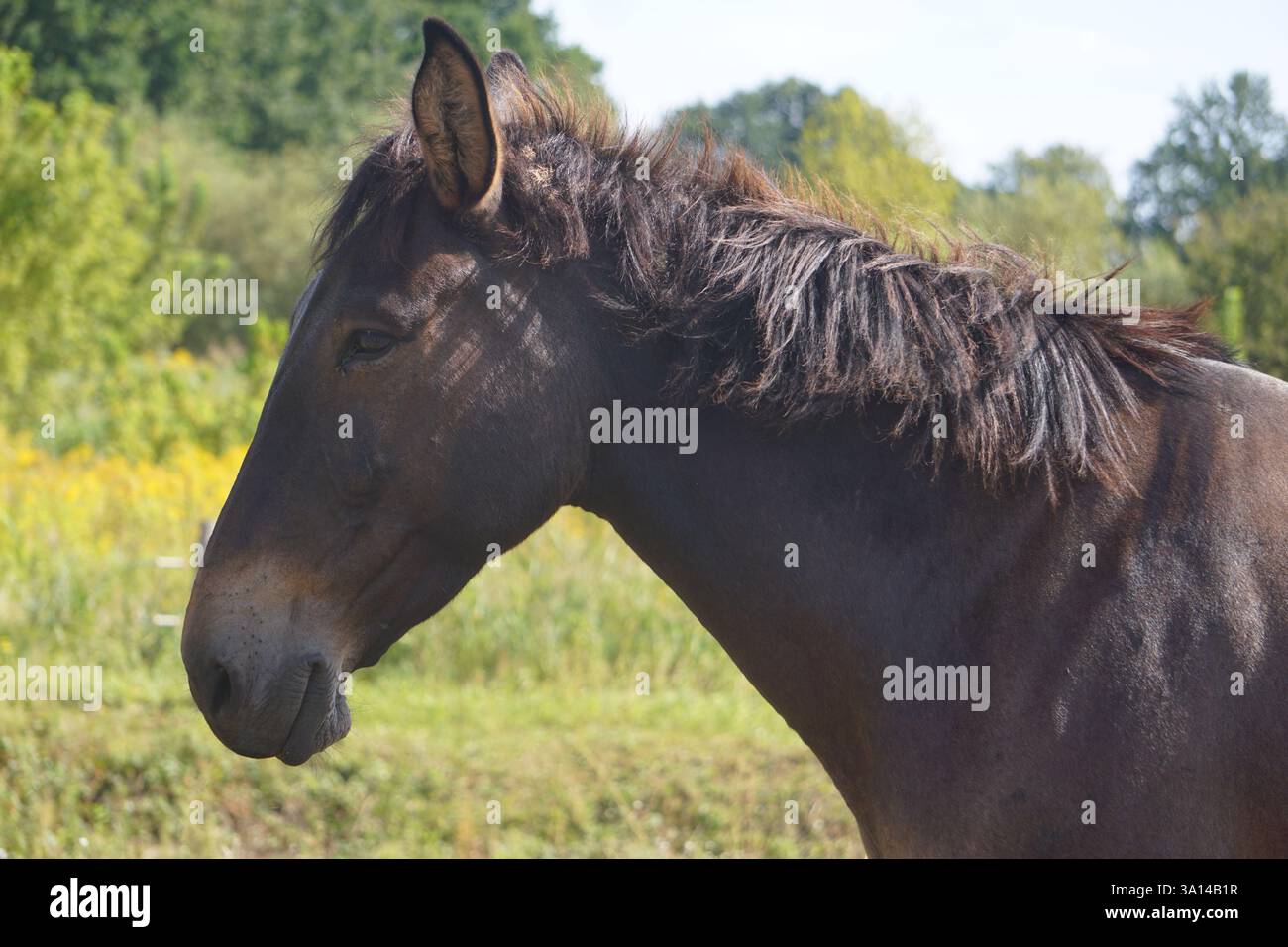 Ritratto del profilo laterale primo piano della testa, del viso e della criniera di un mulo marrone o di un pascolo innato su un pascolo verde di una fattoria. Foto Stock