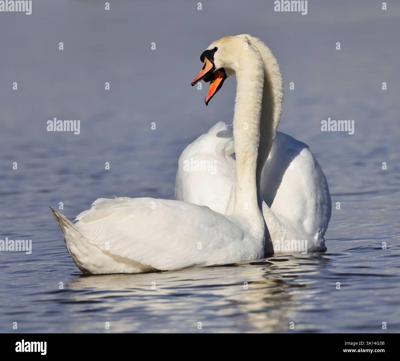 I cigni muti (Cygnus olor) sembrano romantici alla Slimbridge WWT in primavera Foto Stock