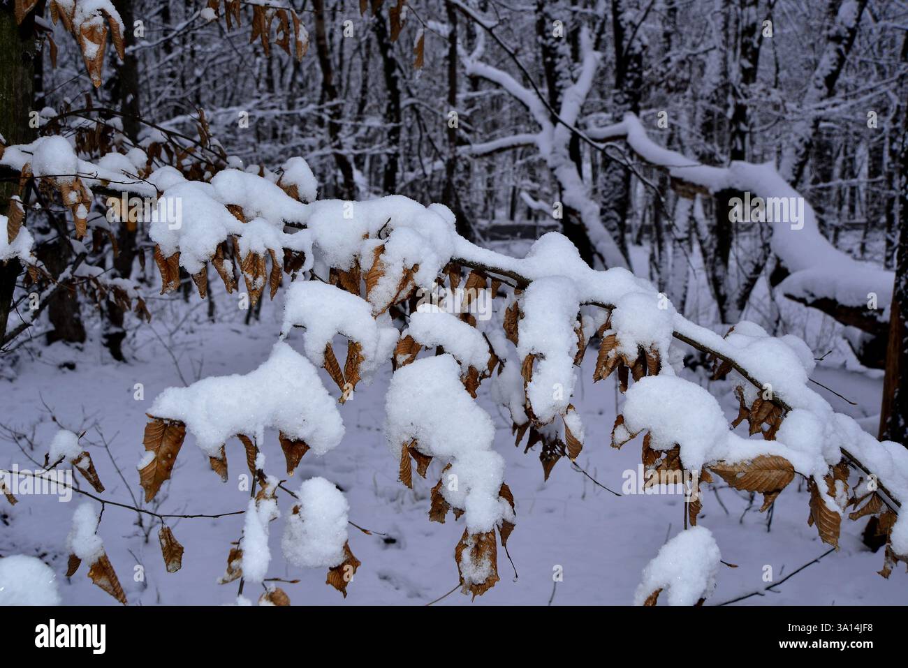 Neve su rami asciutti e frondosi all'inizio dell'inverno in Transilvania Foto Stock