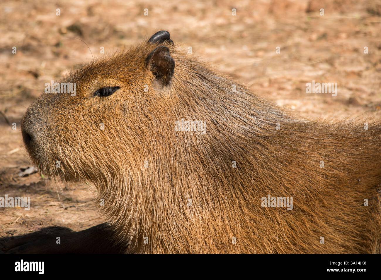 Capibara Foto Stock