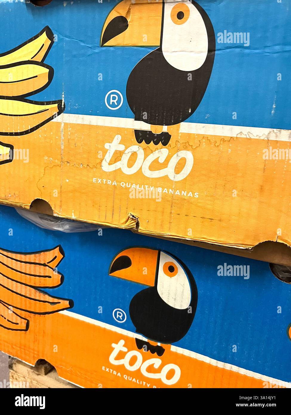 Banane, banane Toco, prodotti dell'Ecuador e della Colombia, frutta del Sud America, magazzino, immagazzinamento, casse di cartone, fornitura, distribuzione, catena di approvvigionamento Foto Stock