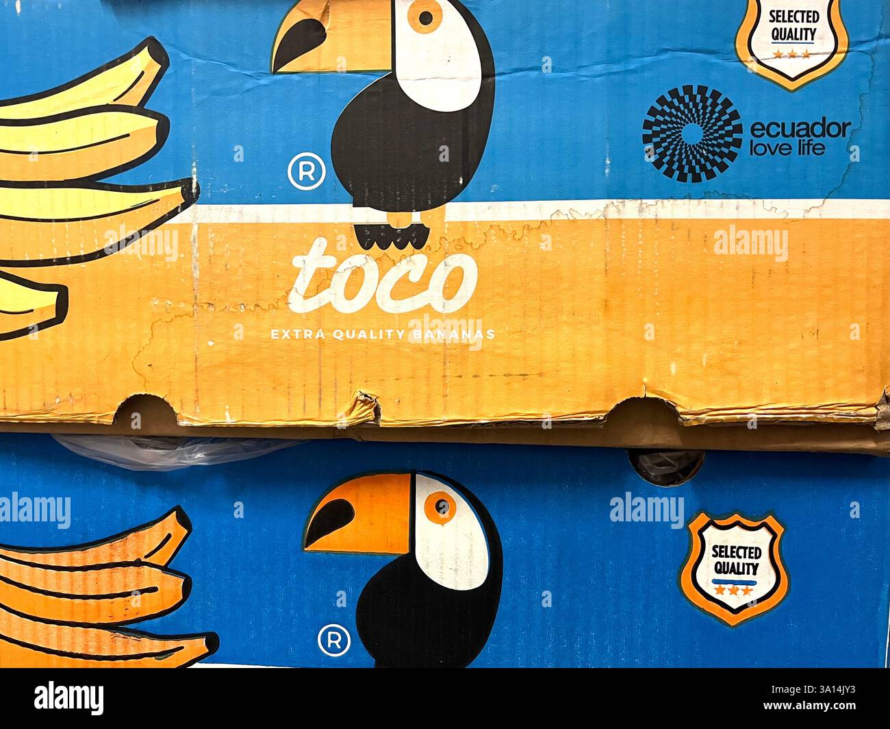 Banane, banane Toco, prodotti dell'Ecuador e della Colombia, frutta del Sud America, magazzino, immagazzinamento, casse di cartone, fornitura, distribuzione, catena di approvvigionamento Foto Stock