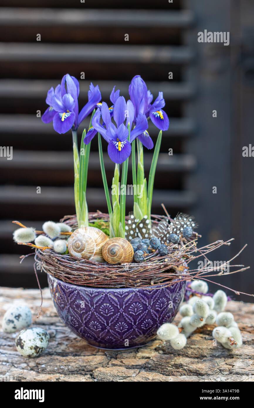 iris reticolato blu in un recipiente di porcellana Foto Stock