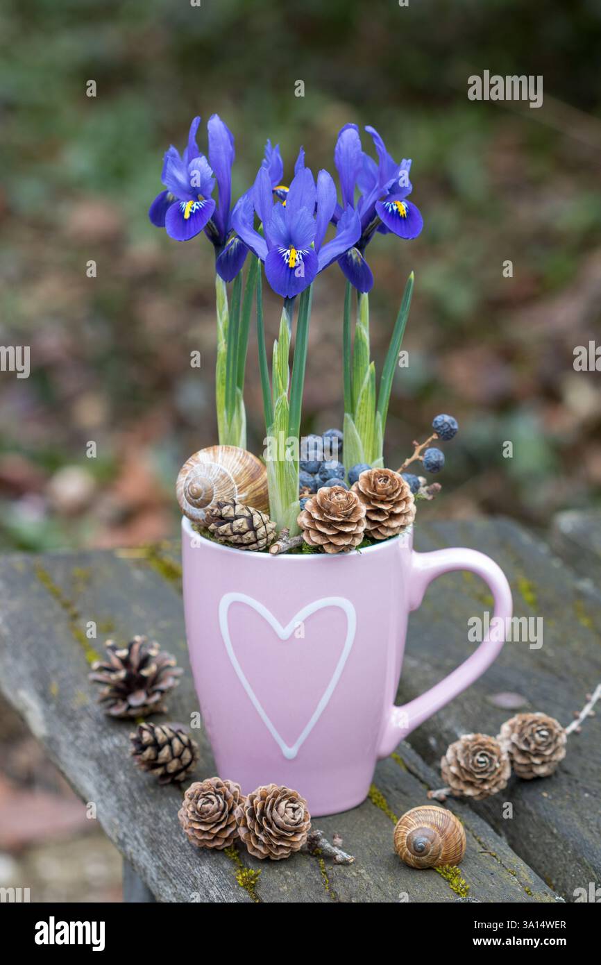iris a rete blu in una tazza di porcellana in giardino Foto Stock