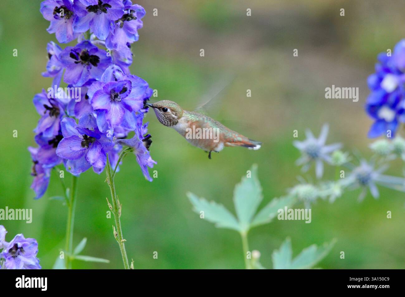 Una femmina (o maschio immaturo) Rufous Hummingbird in volo si nutre di nettare da un delfinio viola. Il suo becco è sepolto nel fiore. Foto Stock