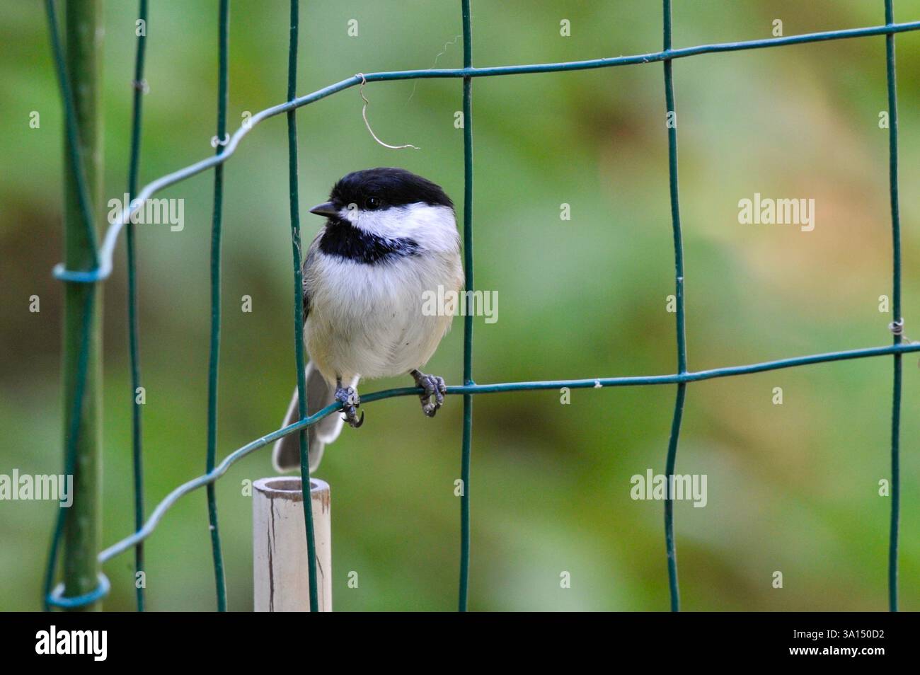 Un Chickadee con capsula nera è appollaiato su una sezione di supporto per impianti a filo metallico in un giardino della zona 5 dello Utah. I piedi piccoli afferrano il cavo. Foto Stock