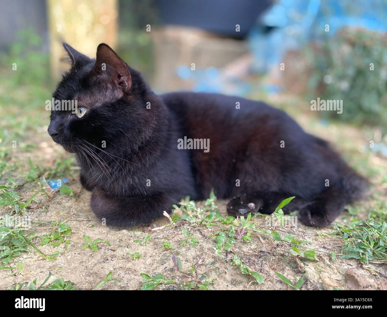 Gatto domestico nero. - Immagine stock catturata con smartphone