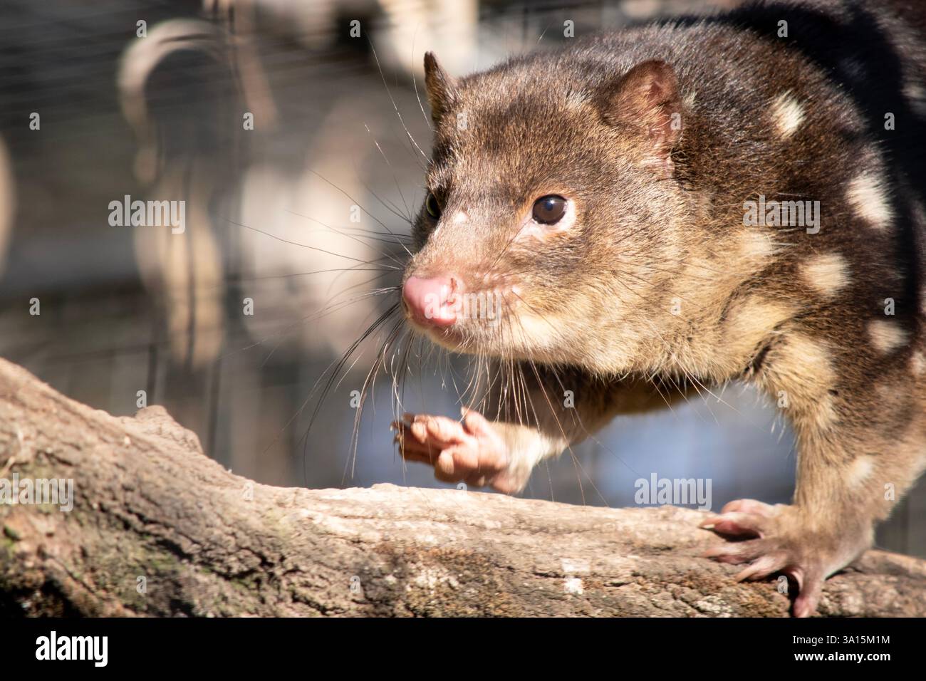 I Quoll dalla coda maculata sono marsupiali che hanno una pelliccia dal rosso intenso al marrone scuro e ricoperti da macchie bianche sul retro che continuano lungo la coda. Foto Stock