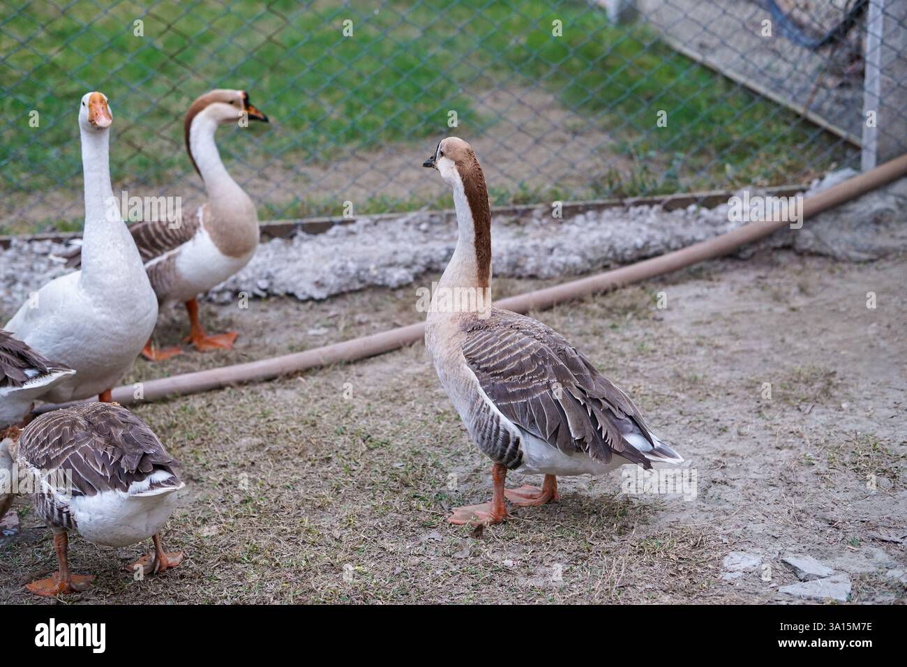Oche dei cigni addomesticate in una fattoria rurale Foto Stock