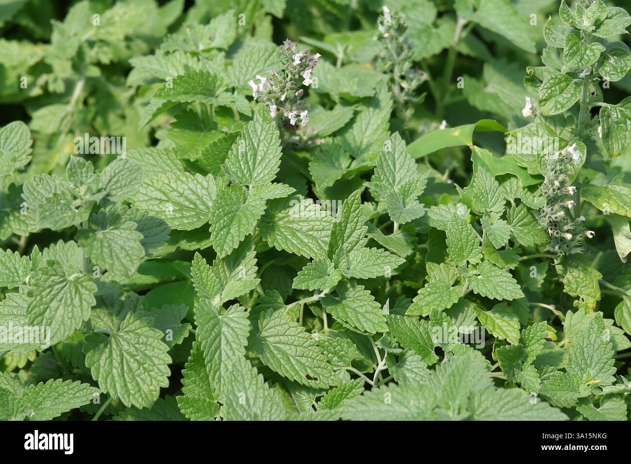 Ravvicinato balsamo di limone (Melissa officinalis) con fiore Foto Stock