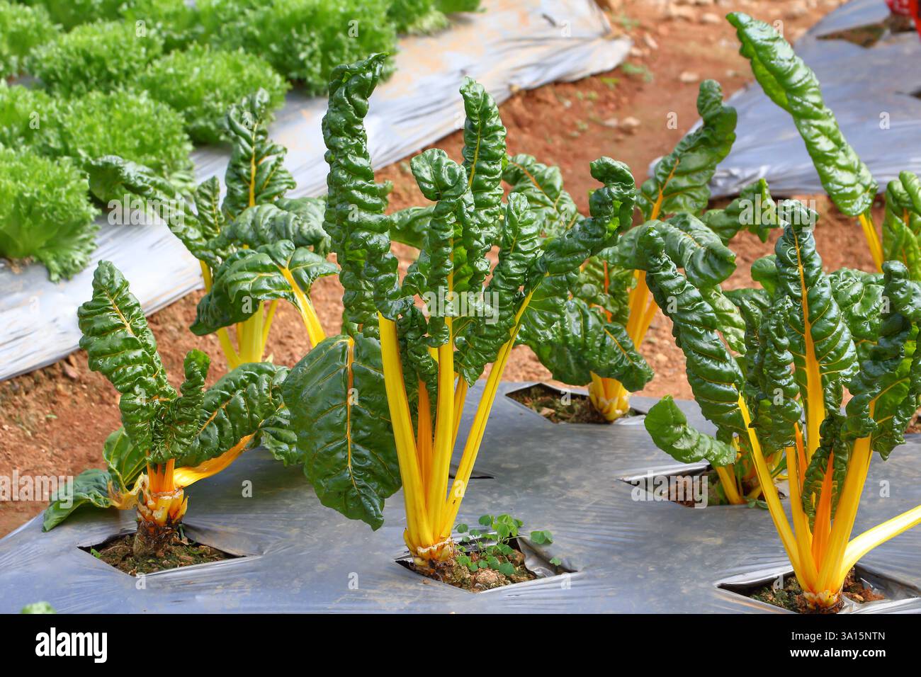 Ortaggi svizzeri a foglia di bietola con gambo giallo che crescono nell'orto Foto Stock