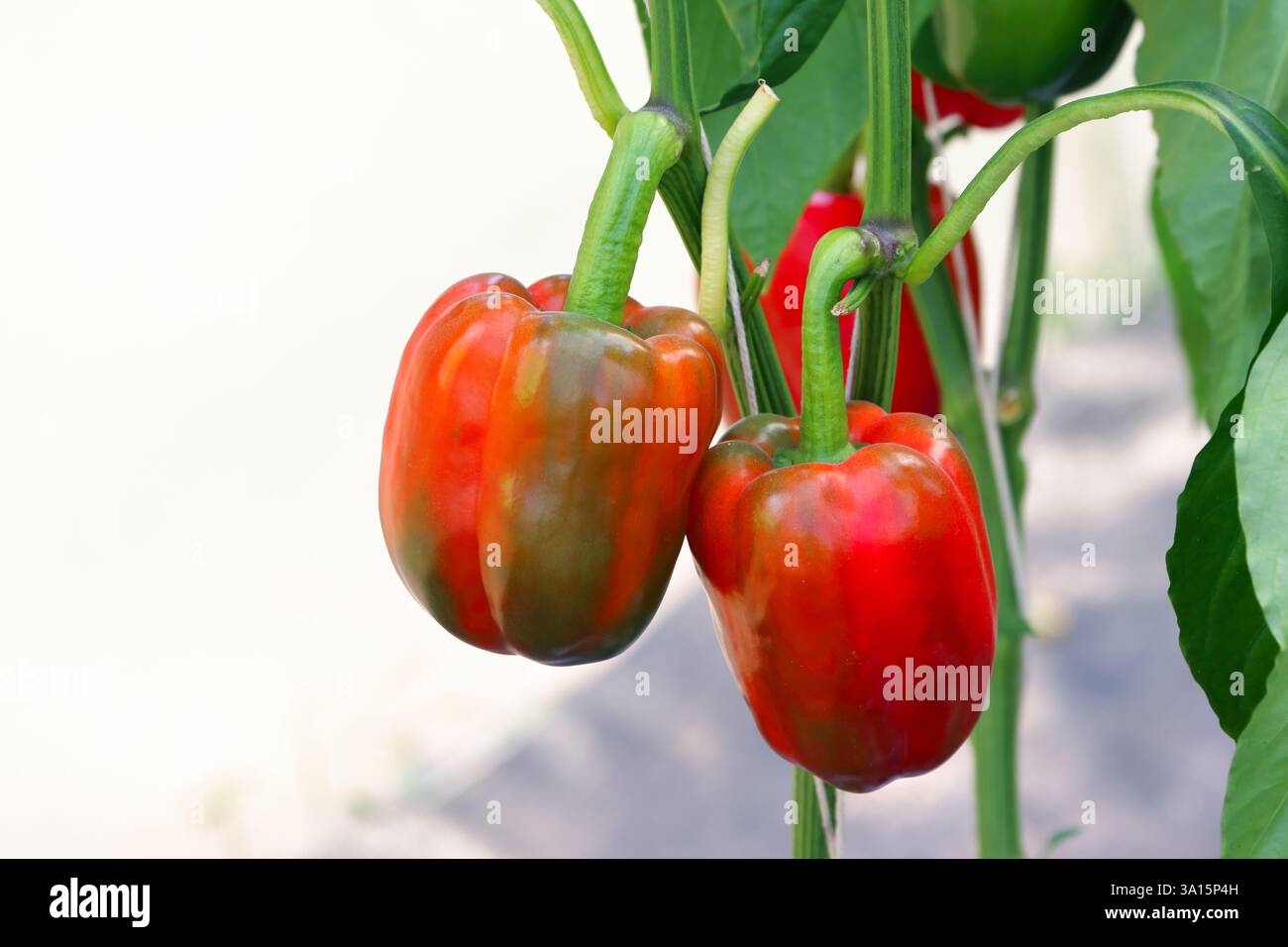 Primo piano di peperone dolce crudo sull'albero Foto Stock