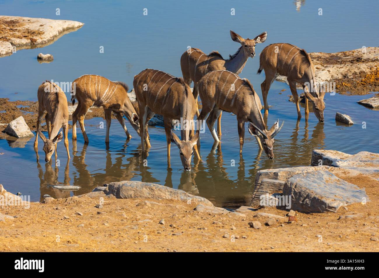 Anelopi Kudu giovani e femminili che bevono in un pozzo d'acqua nel Parco Nazionale Etosha della Namibia. Foto Stock