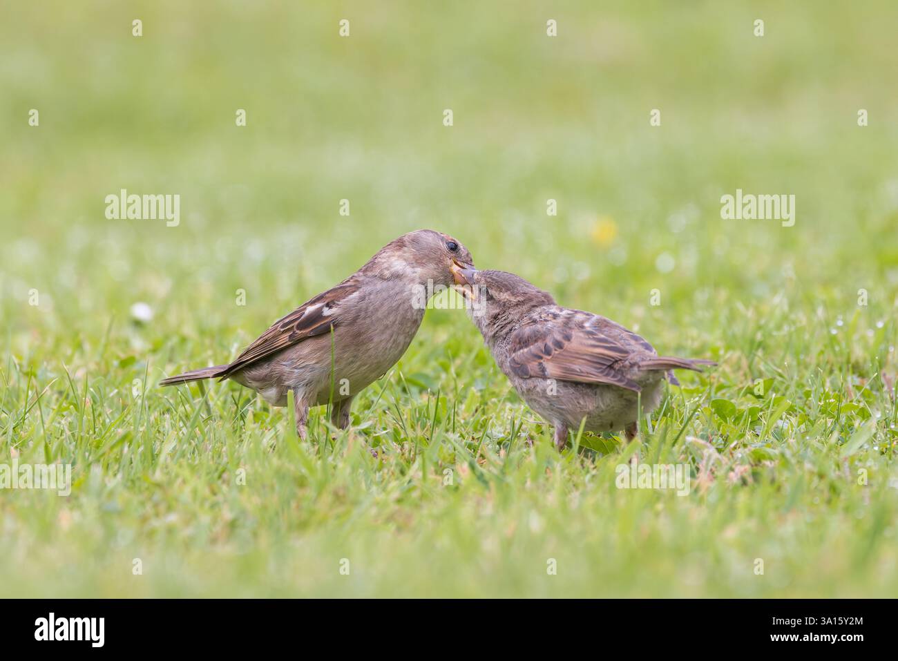 Casa passero [ Passer domesticus ] donna adulta che allatta giovani sul prato Foto Stock