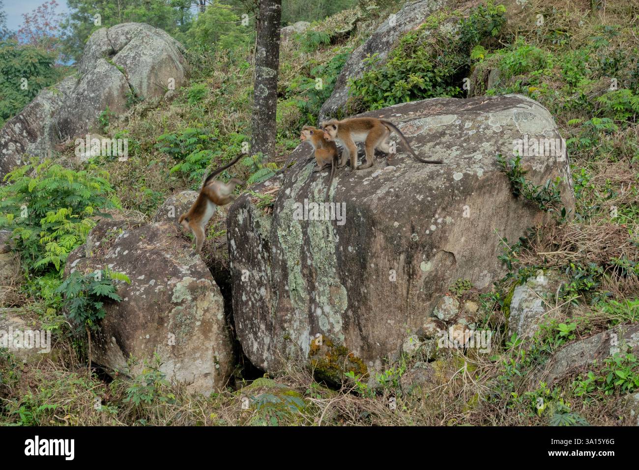 Toque macachi nella foresta sul Pekoe Trail, Kandy, Sri Lanka Foto Stock