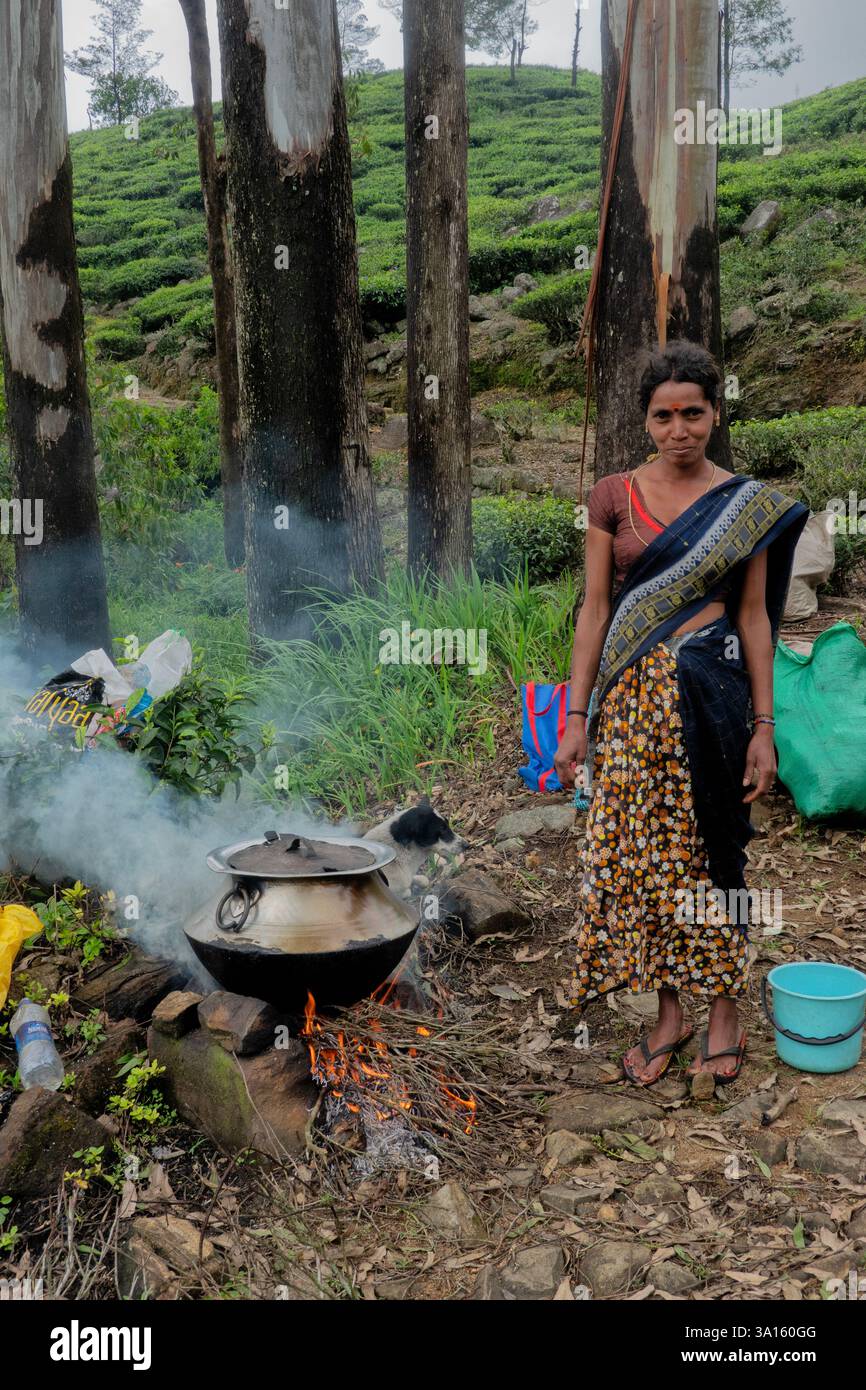 Selezionatore di tè Tamil per preparare tè, tenuta di Santa Caterina, Pekoe Trail, Ella, Sri Lanka Foto Stock