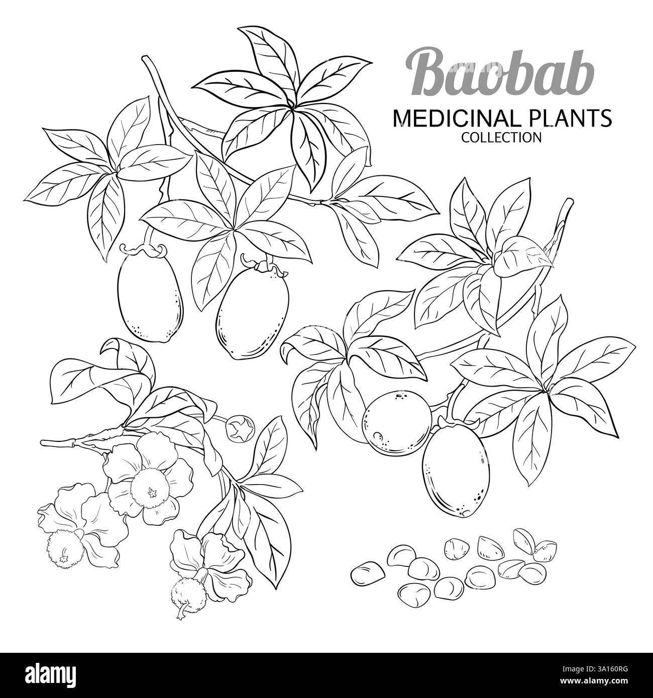 Sezione Baobab con illustrazione del profilo dei fiori Illustrazione Vettoriale