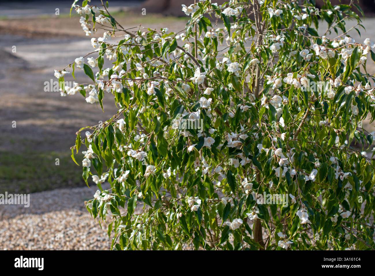 Arbusto ornamentale di Camellia tsaii ricoperto di fiori bianchi e foglie verdi su rami pendolari nel giardino soleggiato. Pianta di fioritura della camelia di Tsai. Foto Stock