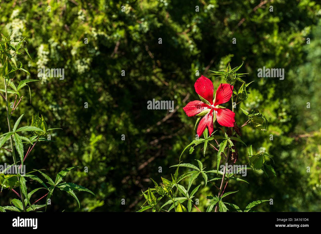 Scarlet illuminato dal sole - Fiore rosso in giardino Foto Stock
