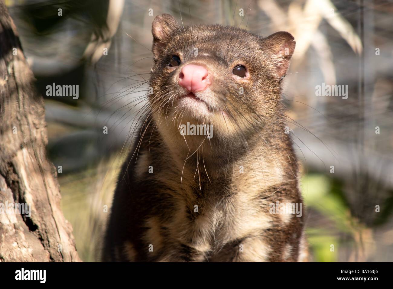 I Quoll dalla coda maculata sono marsupiali che hanno una pelliccia dal rosso intenso al marrone scuro e ricoperti da macchie bianche sul retro che continuano lungo la coda. Foto Stock