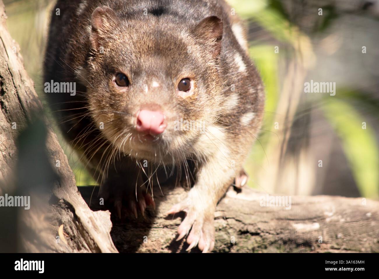 I Quoll dalla coda maculata sono marsupiali che hanno una pelliccia dal rosso intenso al marrone scuro e ricoperti da macchie bianche sul retro che continuano lungo la coda. Foto Stock