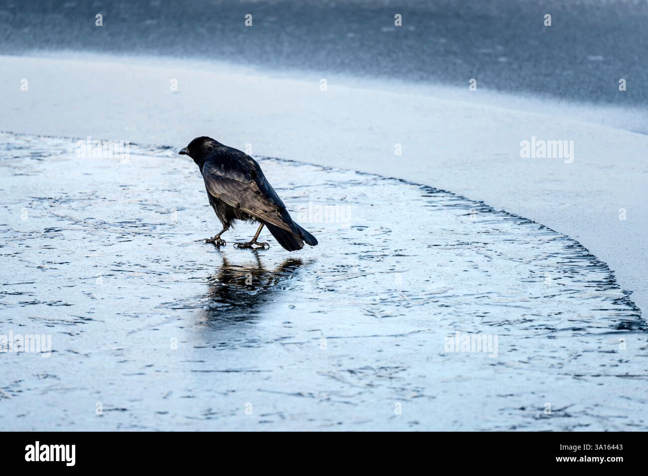 corvo che cammina sulle acque ghiacciate del lago Max-Eyth-SEE nel parco pubblico urbano. Girato alla luce invernale a Stoccarda, Baden Wuttenberg, Germania Foto Stock