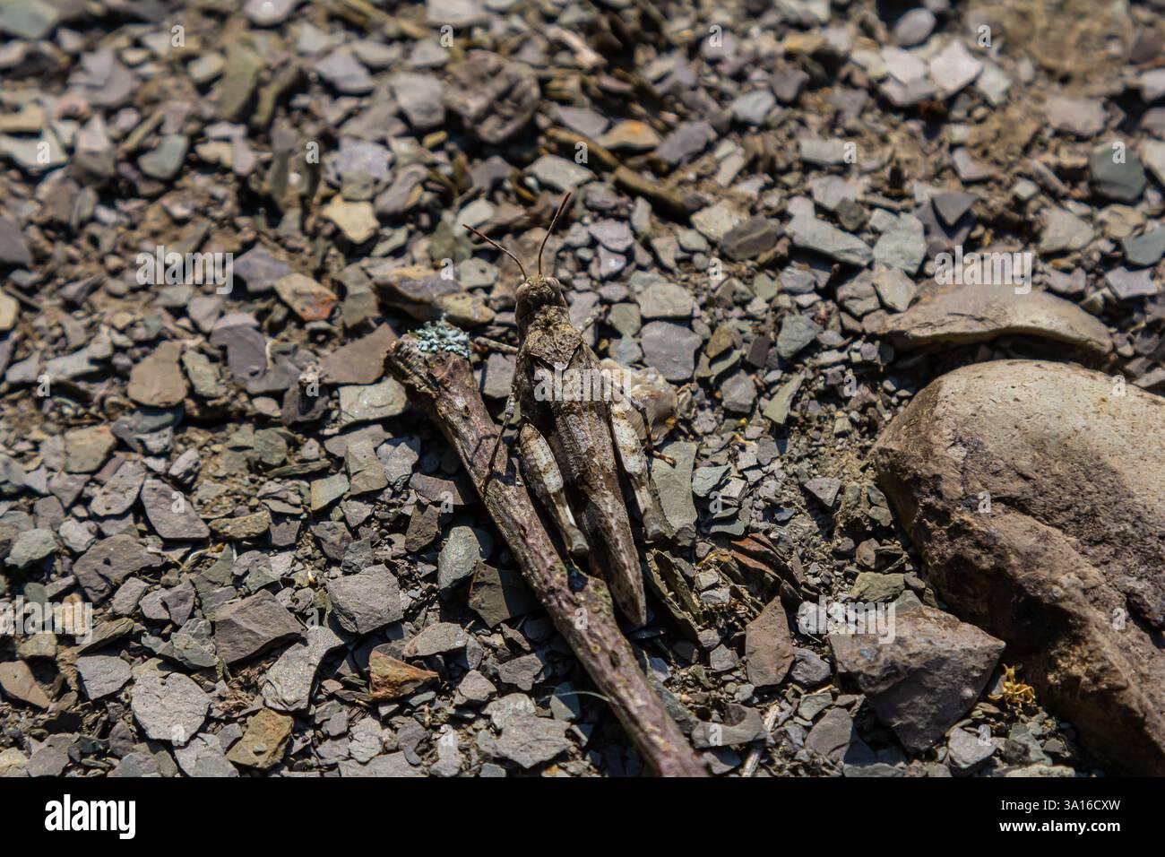 Un insetto si fonde con la ghiaia, dimostrando il suo mimetismo contro le pietre e il terreno. Questo momento mette in evidenza il design della natura e la strategia di sopravvivenza Foto Stock