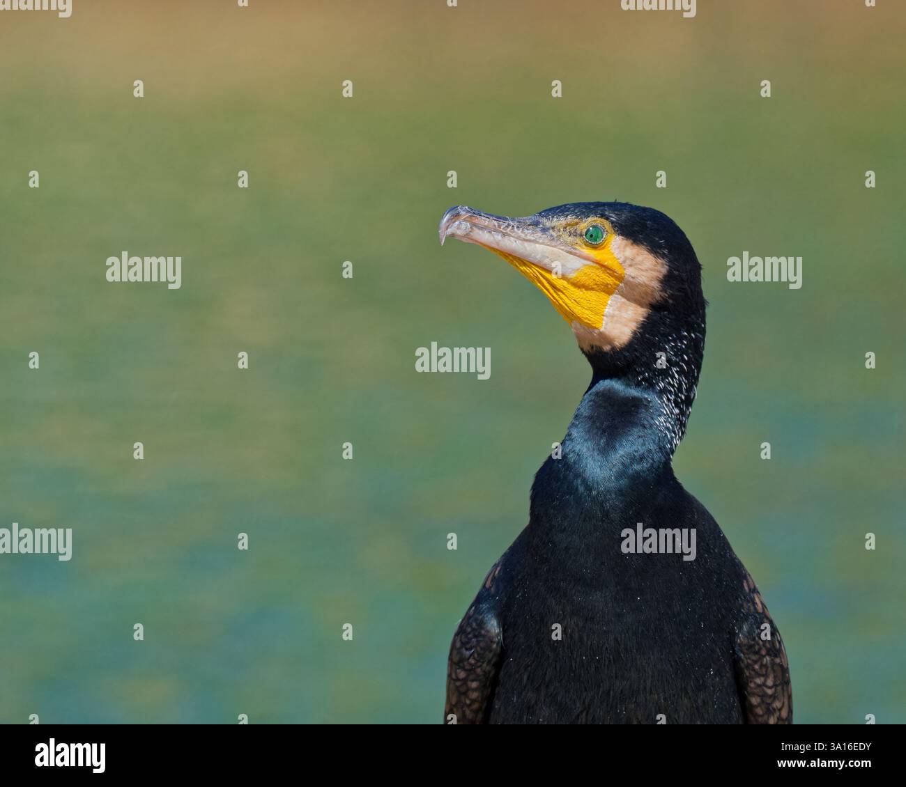 Grande altezzosità cormoranica Foto Stock