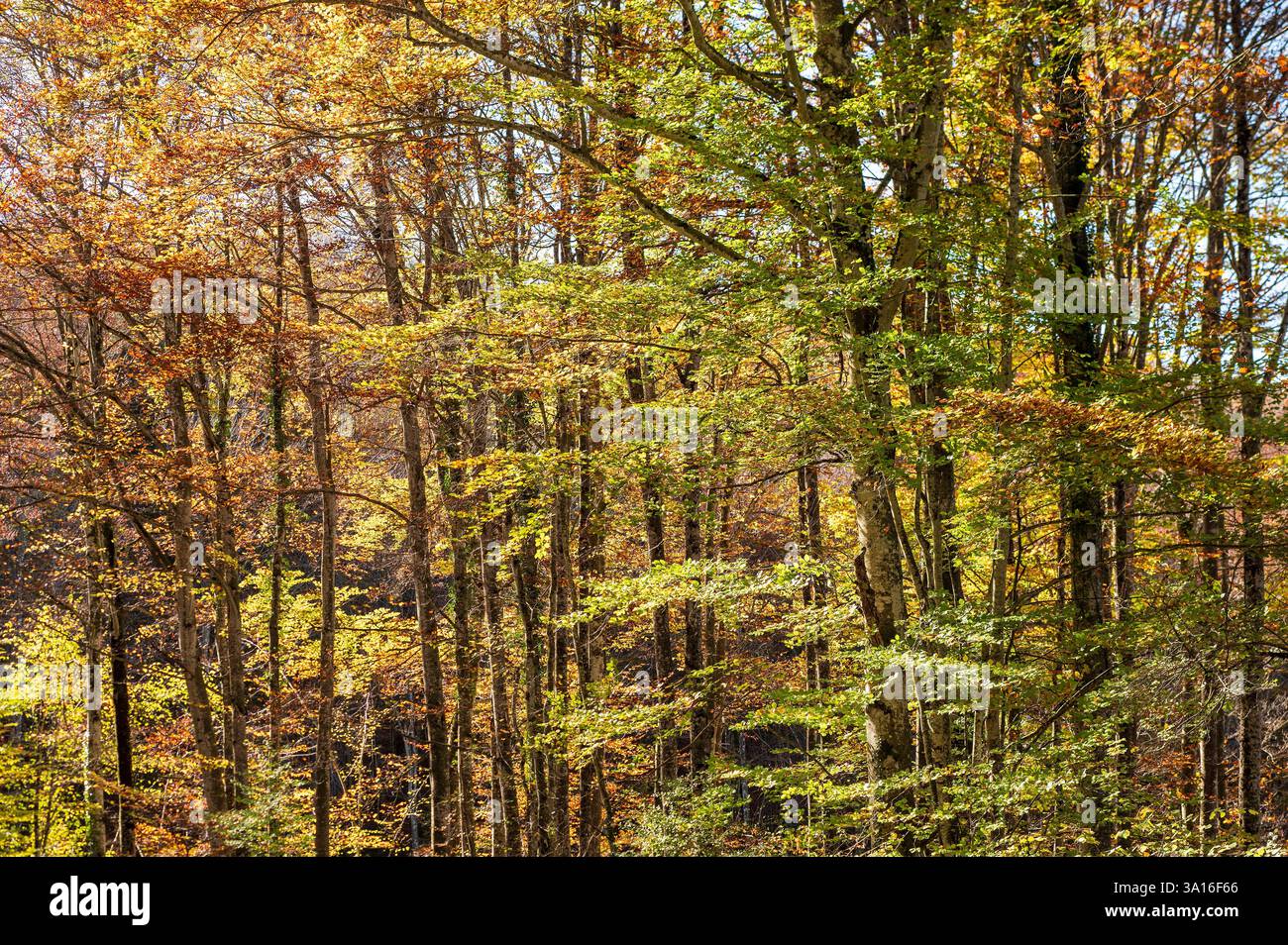Francia, Ain, Plaine de l'Ain, Bénonces, paesaggi autunnali nei pressi della Calavaire des Portes, Foto Stock