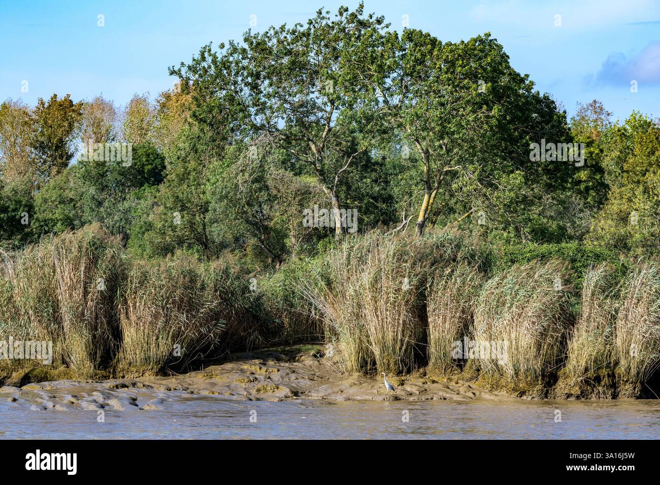 Francia, Loira Atlantica, le Pellerin, airone grigio (Ardea cinerea) sulle rive della Loira Foto Stock