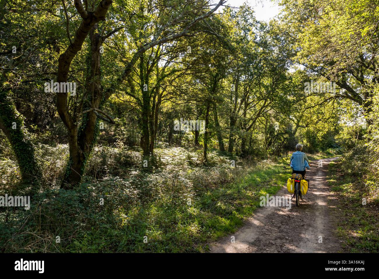 Francia, Loira Atlantica, Préfailles, attraversano una foresta lungo la pista ciclabile Vélodyssée Foto Stock