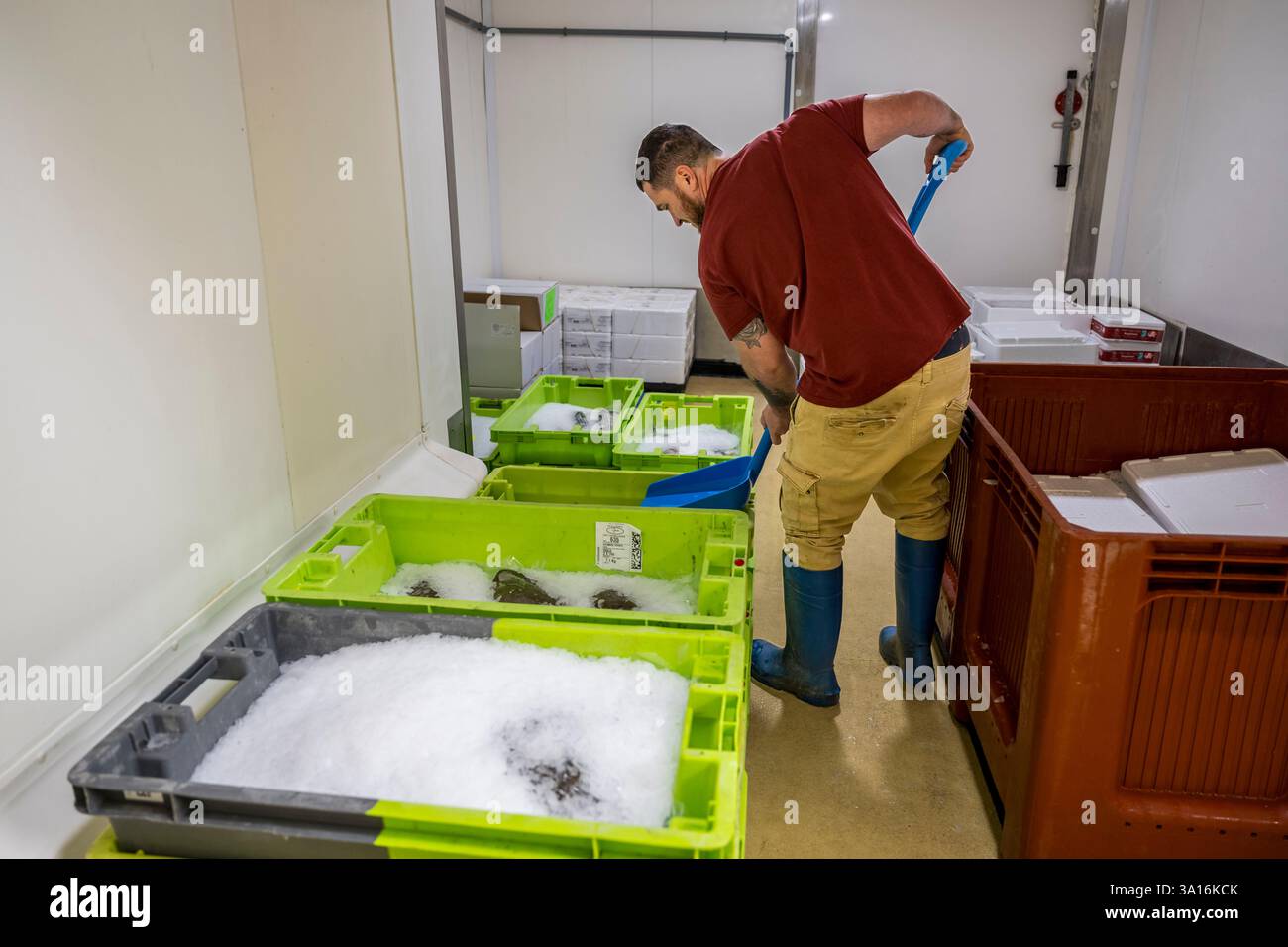 Francia, Charente Maritime, la Rochelle, il porto di pesca Chef de Baie, la sala d'asta del pesce che accoglie anche le società di commercio del pesce, il mercante di pesce Steeve Lefort Foto Stock