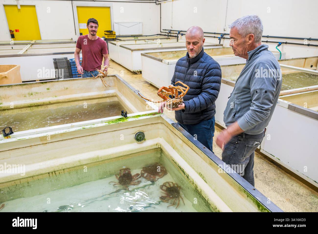 Francia, Charente Maritime, la Rochelle, il porto di pesca dello Chef de Baie, la sala d'asta del pesce che accoglie anche le società del commercio del pesce, lo chef stellato Michelin Christopher Coutanceau che tiene un granchio ragno con il mercante di pesce Stephane Boutin Foto Stock